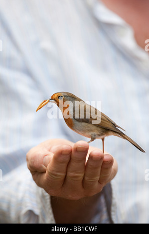 Robin su alimentazione mealworms da una mano mans Foto Stock