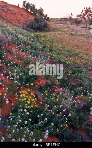 Fiori di campo in sabbia del deserto, Australia centrale Foto Stock