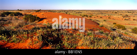 Fiori di campo in sabbia del deserto, Australia centrale Foto Stock