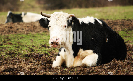 Due mucche che stabilisce in un campo. Foto Stock