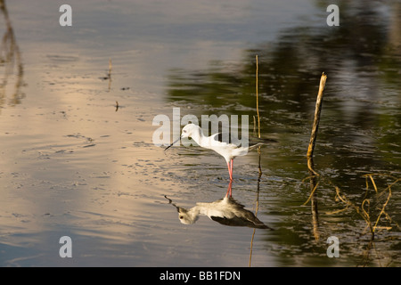 Himantopus himantopus black-winged stilt African Bird guarda la riflessione speculare in acqua clam di canale Savuti in Botswana Foto Stock