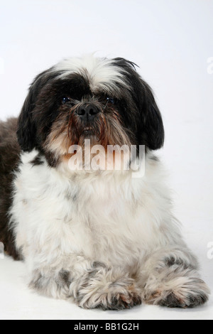 Shih Tzu 10 anni tagliata Foto Stock