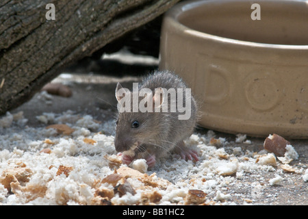 Alimentazione di ratto su un uccello birdtable tabella Foto Stock