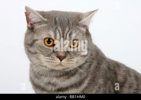 British Shorthair Cat blue silver tabby Foto Stock