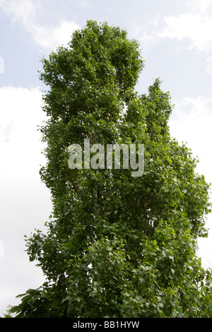 Pioppo nero o in Lombardia il Pioppo, Populus nigra, Salicaceae Foto Stock