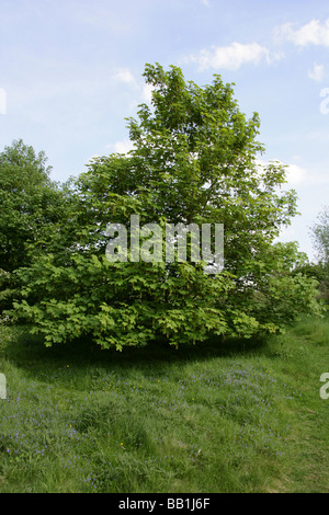 Giovani sicomoro, Acer pseudoplatanus, Aceraceae Foto Stock