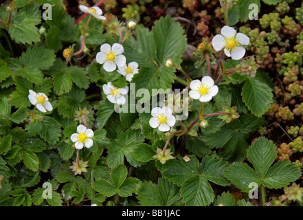 Alpina selvaggia di fiori di fragola, Fragaria vesca, Rosacee Foto Stock