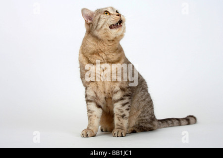 British Shorthair Cat cioccolato silver tabby Foto Stock