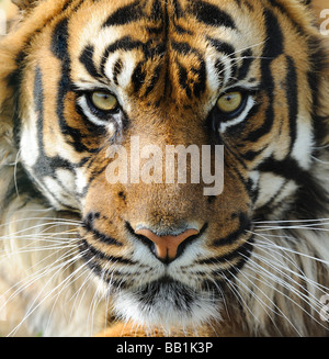 Fronte della tigre Foto Stock