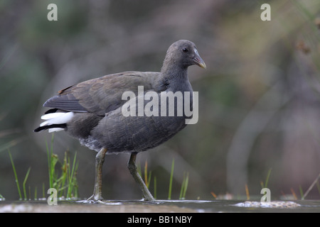 Dusky moorhen gallinula tenebrosa, singolo bambino Foto Stock