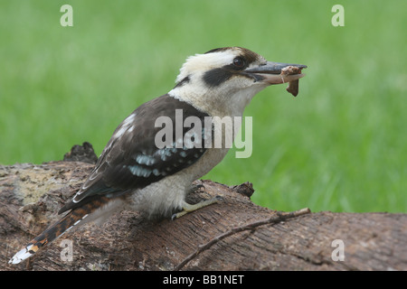 Ridendo kookaburra, dacelo novaeguineae, singolo adulto appollaiato su un log con un osso nel suo becco Foto Stock