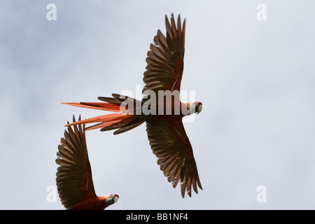 Scarlet Macaws fly overhead in Corcovado National Park in Costa Rica Foto Stock