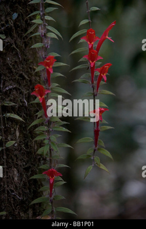 Fiori nella giungla del Parco Nazionale di Corcovado, Costa Rica Foto Stock