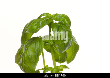 Impianto di basilico close up Foto Stock