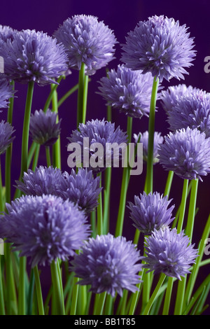 Una fioritura di erba cipollina impianto (Allium schoenoprasum). Pied de ciboulette (Allium schoenoprasum) en fleurs. Foto Stock