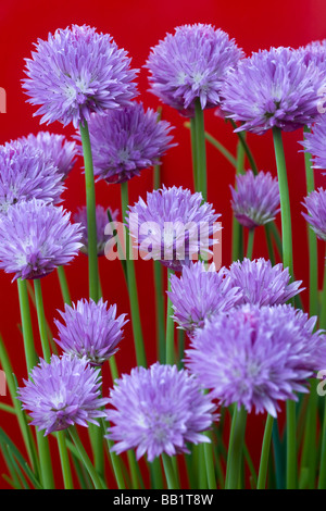 Una fioritura di erba cipollina impianto (Allium schoenoprasum). Pied de ciboulette (Allium schoenoprasum) en fleurs. Foto Stock