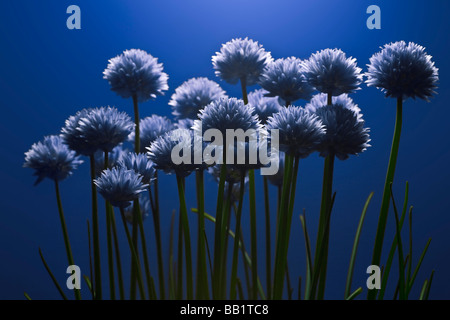 Una fioritura di erba cipollina impianto (Allium schoenoprasum). Pied de ciboulette (Allium schoenoprasum) en fleurs. Foto Stock