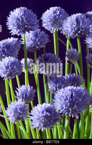 Una fioritura di erba cipollina impianto (Allium schoenoprasum). Pied de ciboulette (Allium schoenoprasum) en fleurs. Foto Stock