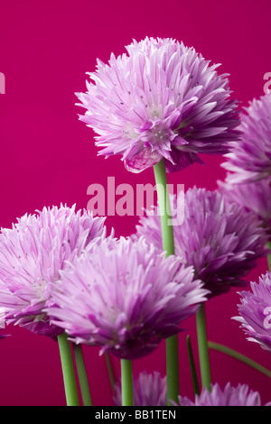 Una fioritura di erba cipollina impianto (Allium schoenoprasum). Pied de ciboulette (Allium schoenoprasum) en fleurs. Foto Stock