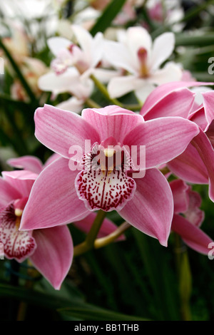 CYMBIDIUM HAMSEY RIEVAULX. Orchidea. Foto Stock