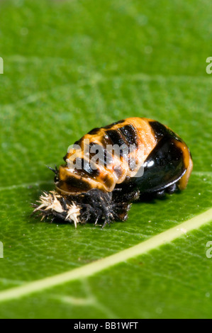 Larva di Arlecchino coccinella Foto Stock