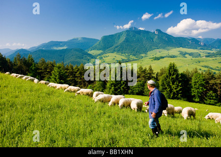 Allevamento di pecore con il pastore Mala Fatra Slovacchia Foto Stock