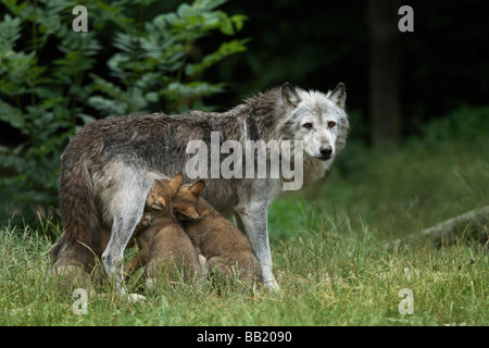 Unione Lupo (Canis lupus). Femmine Cuccioli di allattamento Foto Stock