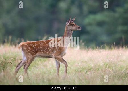 Il cervo (Cervus elaphus). Fawn camminando attraverso l'erba Foto Stock