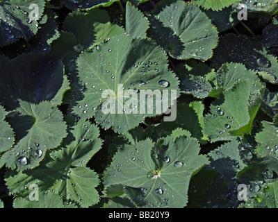 Achillea millefollium cultivar 'Robusta' o Yarrow Foto Stock