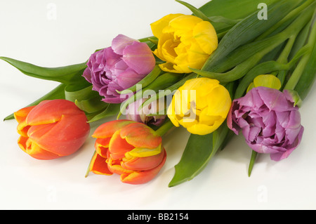 I tulipani (Tulipa sp.) di vari colori, studio immagine Foto Stock