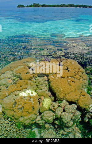 Isole Salomone. Coral visto attraverso poco profonde acque blu cristalline dell'oceano pacifico Foto Stock