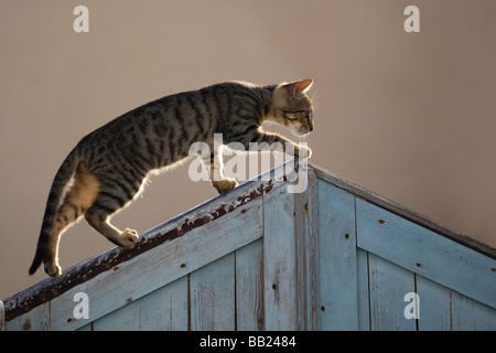 Il gatto domestico (Felis silvestris felis catus) in equilibrio su un cancello del giardino Foto Stock