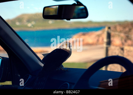 Sparviero seduta sul cruscotto all'interno di un automobile Foto Stock