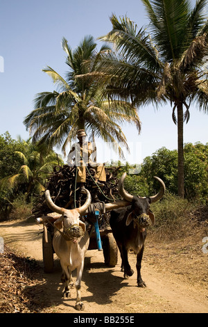 Un uomo aziona un carrello di giovenco in una fattoria in Sasan, Gujarat. Foto Stock