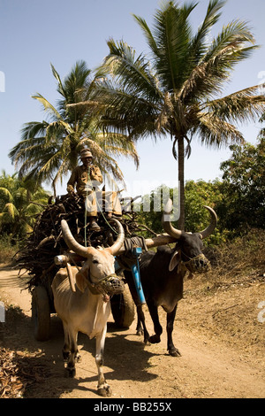 Un uomo aziona un carrello di giovenco in una fattoria in Sasan, Gujarat. Foto Stock