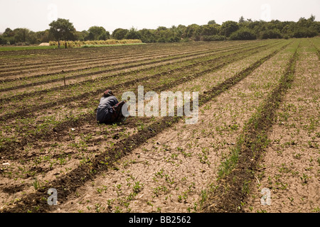 La rottura della massa di un agricoltore in campo Sasan, Gujarat. Molti agricoltori Indiani soffrono di carenza di acqua. Foto Stock