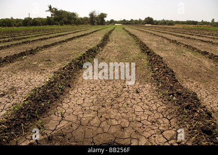 La rottura della massa di un agricoltore in campo Sasan, Gujarat. Molti agricoltori Indiani soffrono di carenza di acqua. Foto Stock