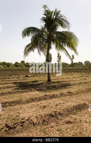 Una palma da cocco cresce nonostante la massa rotto di un agricoltore in campo Sasan, Gujarat. Foto Stock