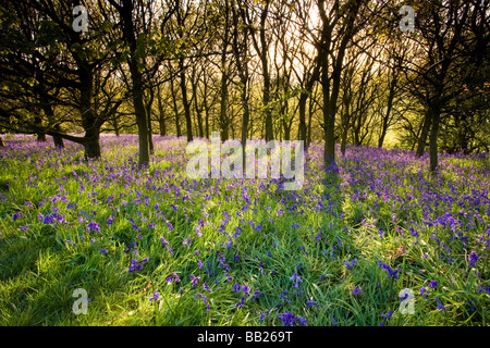 Bluebells e bosco in Newton boschi North Yorkshire, Inghilterra Foto Stock