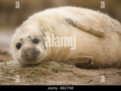 Baby guarnizione grigio cub giace sulla sabbia a Donna Nook, Lincolnshire UK. Foto Stock