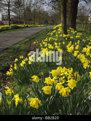 Giallo daffodil fiori selvatici crescente selvatici in campagna Foto Stock