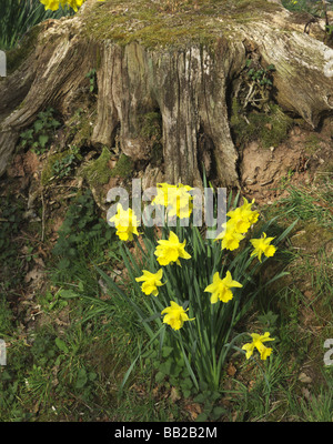 Giallo daffodil fiori selvatici crescente selvatici in campagna Foto Stock