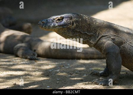 Grandi draghi di Komodo sono stati conosciuti per attaccare anche i cavalli selvaggi che si trovano su Rinca Isola di Komodo Archipilego Foto Stock