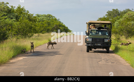 I turisti in jeep la visualizzazione di un pack di cani selvatici, Lycaon pictus, Parco Nazionale Kruger, " Sudafrica " Foto Stock