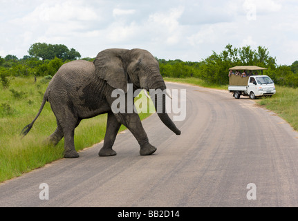 Giovane elefante attraversando la strada di fronte jeep, Loxodonta africana, il Parco Nazionale Kruger, " Sudafrica " Foto Stock