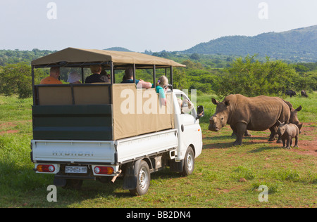 Safari veicolo il rinoceronte bianco, Ceratotherium simum, Private "Game Reserve", " Sudafrica " Foto Stock