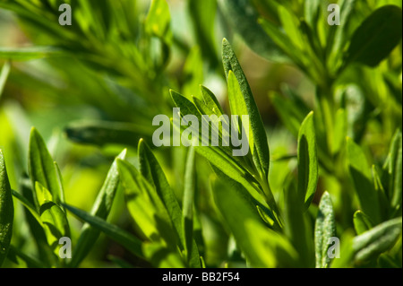 YSOP Hyssopus officinalis L lippenblütler ysope sana salute medicina medicinale piccante di spezie kraut il giardino botanico di botanica Foto Stock