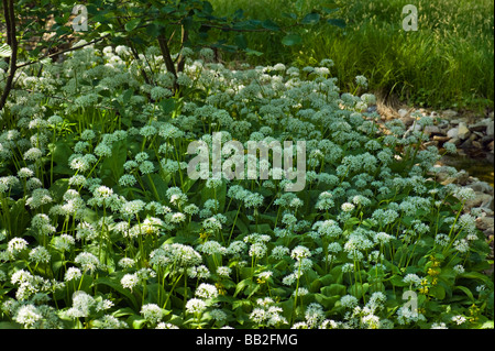 Fiore di fioritura Baerlauch Allium ursinum wood forest bear aglio alimentare herb spice massa decidui beargarlic bärlauch acqua gro Foto Stock