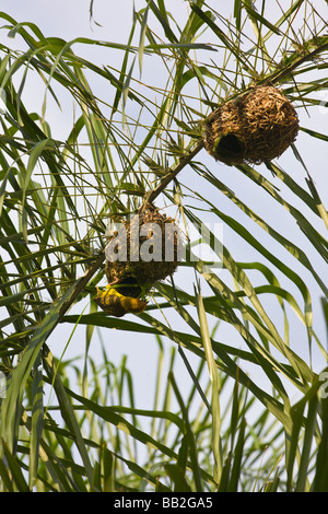 Capo uccello weaver costruire nidi, Ploceus capensis, " Sudafrica " Foto Stock