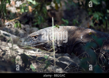 Grandi draghi di Komodo sono stati conosciuti per attaccare anche i cavalli selvaggi che si trovano su Rinca Isola di Komodo Archipilego Foto Stock